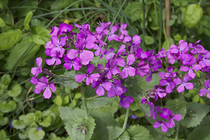 Purple flowers photo